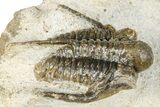 Bargain, Spiny Cyphaspis Trilobite - Ofaten, Morocco #251017-2